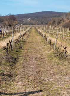 Nová cesta Vajnorského vinohradníckeho spolku – Via Vitis