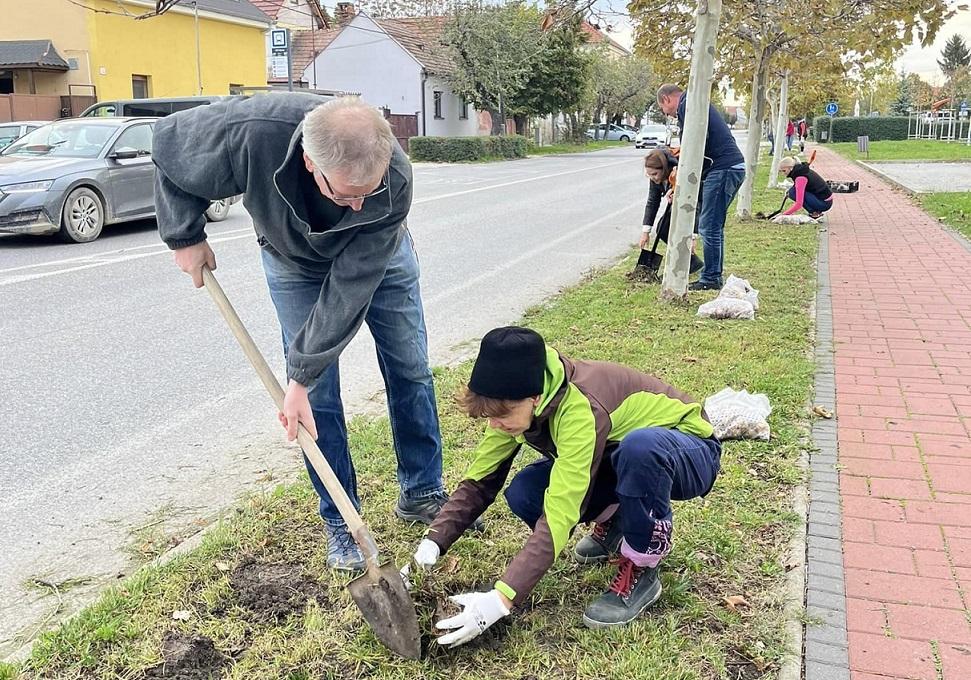 Zamestnanci miestneho úradu vysadili viac ako 6 tisíc narcisov