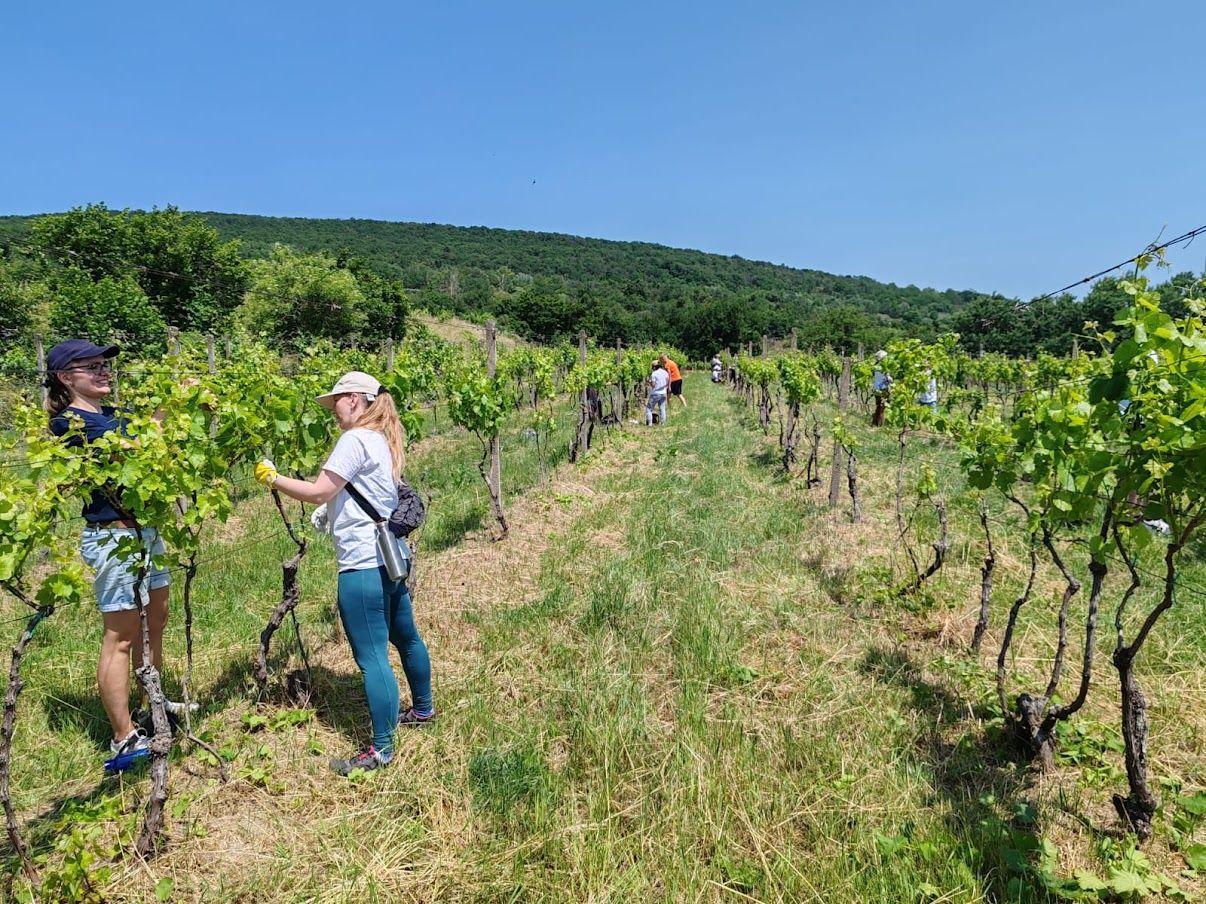 Naše Mesto 2025 vo Vajnorských vinohradoch: Sila spolupráce pre zelenšiu budúcnosť