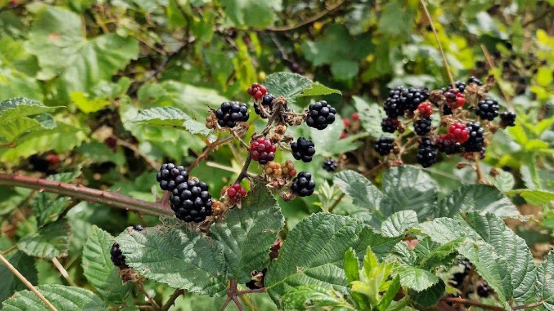 Špeciálny zber vo Vajnorských vinohradoch už v tomto termíne: Černice dozrievajú!